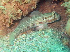 Gnatholepis cauerensis