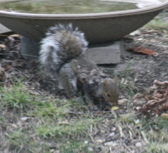 Cuterebra emasculator