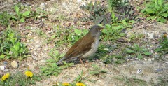 Turdus pallidus