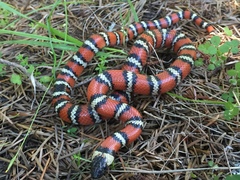Lampropeltis zonata