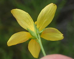 Linum africanum