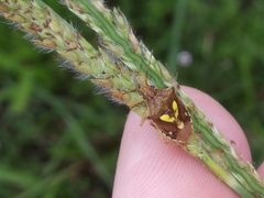 Oebalus insularis