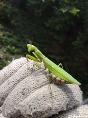 Hierodula patellifera