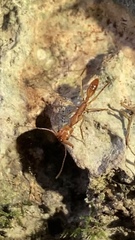 Anochetus