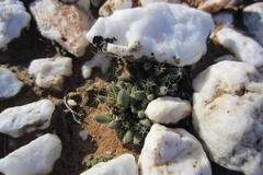 Trichodiadema marlothii