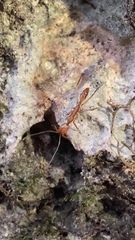 Anochetus