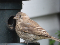 Haemorhous mexicanus