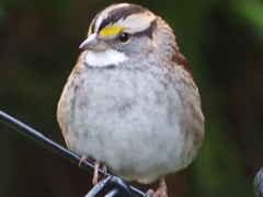 Zonotrichia albicollis