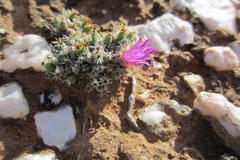 Trichodiadema marlothii