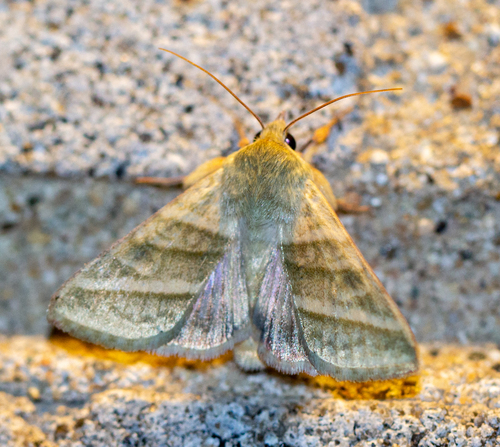 Tobacco Budworm Moth photo 3