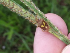 Oebalus insularis