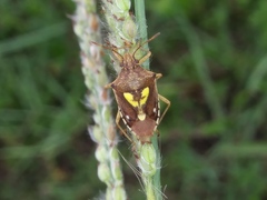 Oebalus insularis