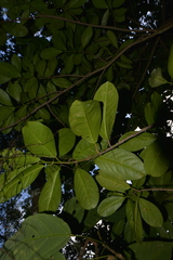 Crossostylis grandiflora
