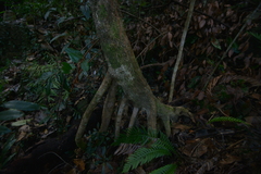 Crossostylis grandiflora