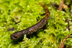 Pseudoeurycea granitum