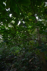 Crossostylis grandiflora