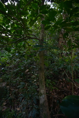 Crossostylis grandiflora