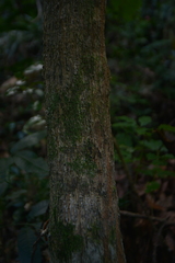 Crossostylis grandiflora