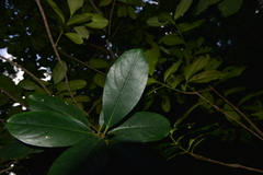 Crossostylis grandiflora