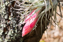 Tillandsia macdougallii