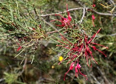 Hakea purpurea