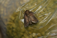 Natada fusca