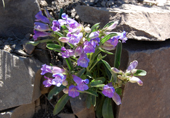 Penstemon speciosus