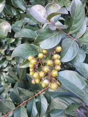 Lagerstroemia indica