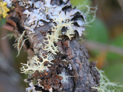 Ramalina dilacerata