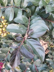 Lagerstroemia indica