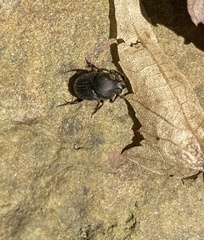 Onthophagus hecate