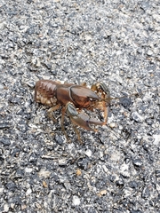 Procambarus simulans