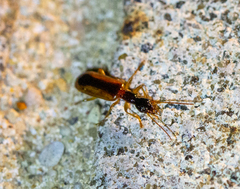 Leptotrachelus dorsalis