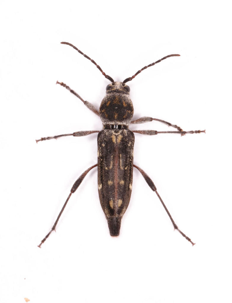 Chlorophorus capensis