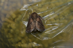 Natada fusca