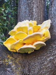 Laetiporus gilbertsonii