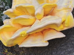 Laetiporus gilbertsonii