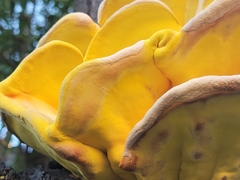 Laetiporus gilbertsonii