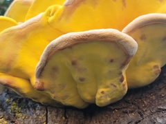 Laetiporus gilbertsonii