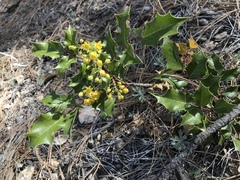 Berberis wilcoxii