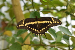 Heraclides homothoas