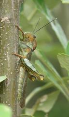 Abisares viridipennis