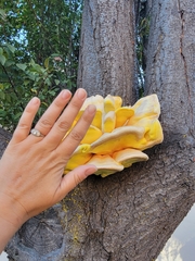 Laetiporus gilbertsonii