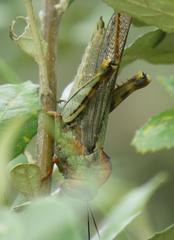 Abisares viridipennis