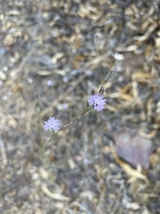 Lessingia leptoclada