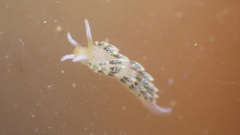 Diaphoreolis flavovulta