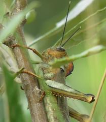 Abisares viridipennis