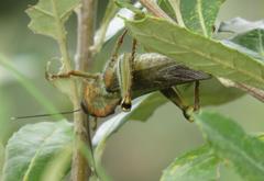 Abisares viridipennis