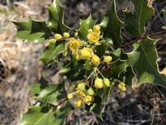 Berberis wilcoxii
