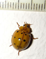 Harmonia vigintiduomaculata